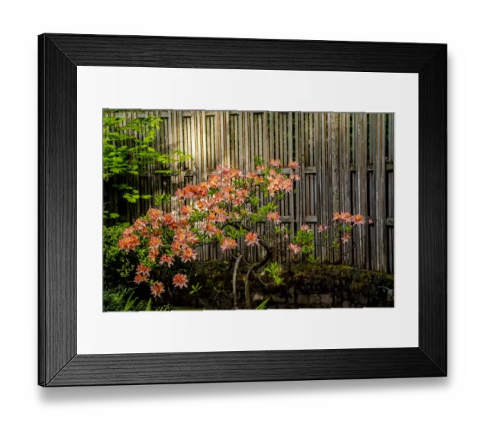 Framed Print : Rhododendron, Portland Japanese Garden Framed Print : Rhododendron, Portland Japanese Garden