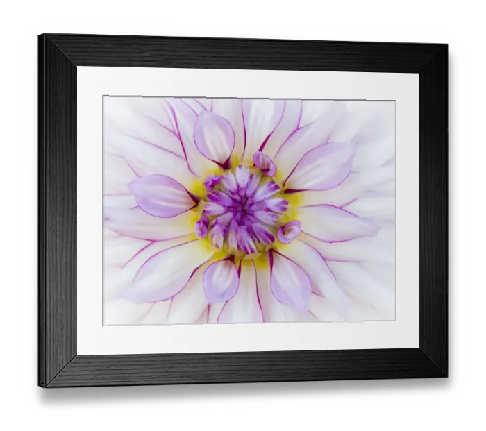 Framed Print : USA, Oregon, Canby, Clackamas County. Macro of a dahlia variety Framed Print : USA, Oregon, Canby, Clackamas County. Macro of a dahlia variety