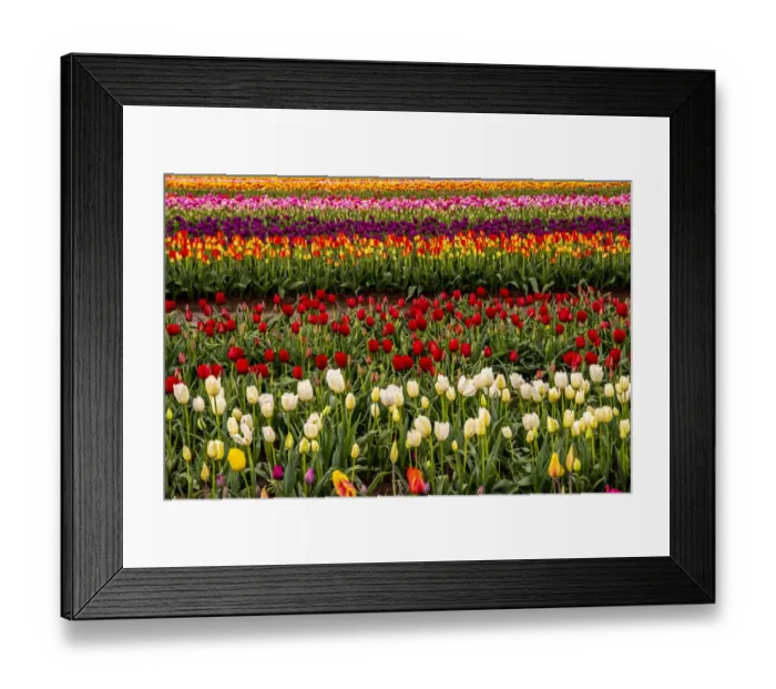 Framed Print : Tulip field, Tulip Festival, Woodburn, Oregon, USA. Colorful, Tulip field in bloom