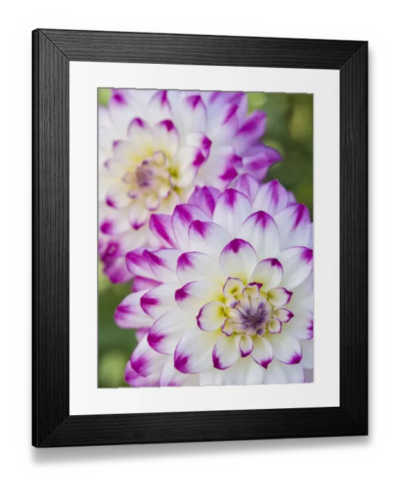 Framed Print : USA, Oregon, Canby, Clackamas County. Close-up of a dahlia variety Framed Print : USA, Oregon, Canby, Clackamas County. Close-up of a dahlia variety