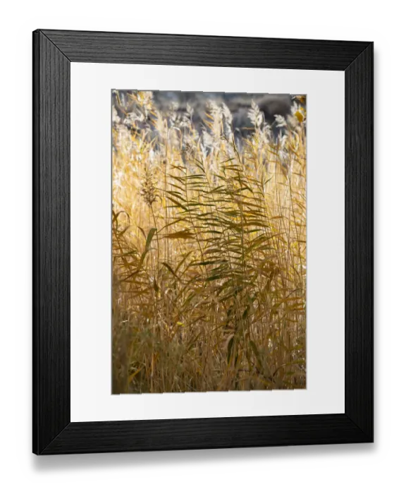 Framed Print : USA, Utah. Grasses along the Fremont River, Capital Reef National Park