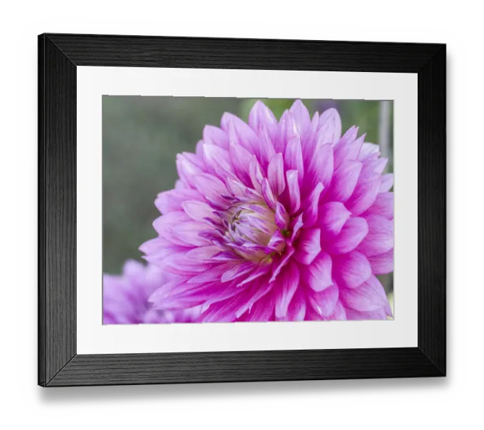 Framed Print : USA, Oregon, Canby, Clackamas County. Close-up of a dahlia variety Framed Print : USA, Oregon, Canby, Clackamas County. Close-up of a dahlia variety