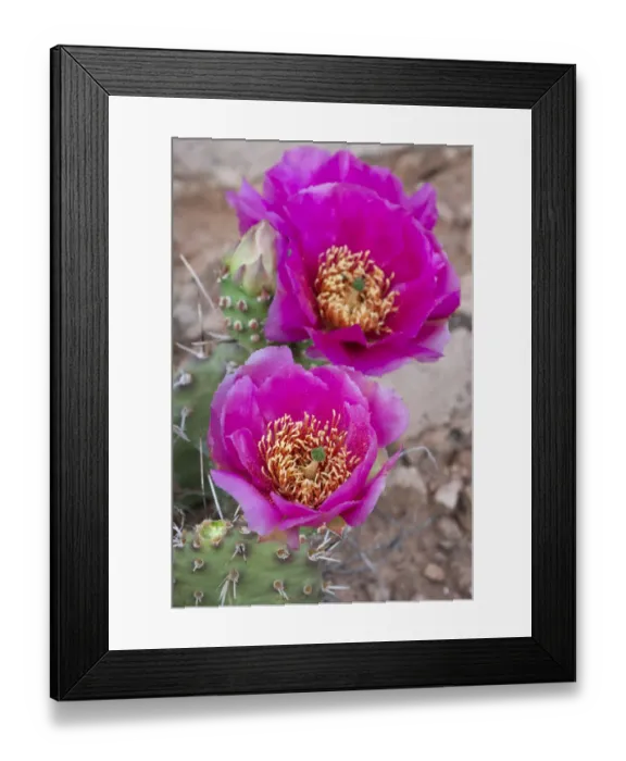 Framed Print : USA, Utah. Beaver Tail cactus blooms, Arches National Park Framed Print : USA, Utah. Beaver Tail cactus blooms, Arches National Park
