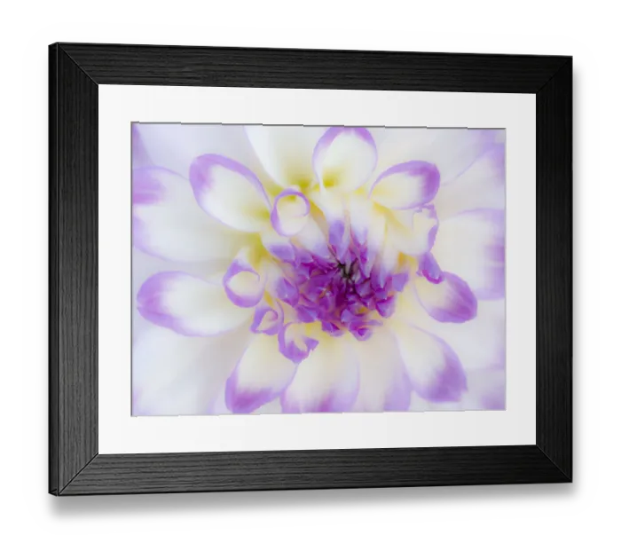 Framed Print : USA, Oregon, Canby, Clackamas County. Macro of a dahlia variety Framed Print : USA, Oregon, Canby, Clackamas County. Macro of a dahlia variety