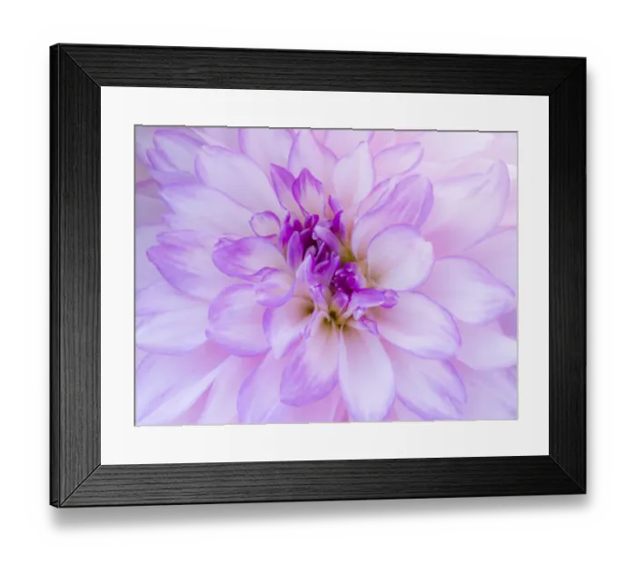 Framed Print : USA, Oregon, Canby, Clackamas County. Macro of a dahlia variety Framed Print : USA, Oregon, Canby, Clackamas County. Macro of a dahlia variety