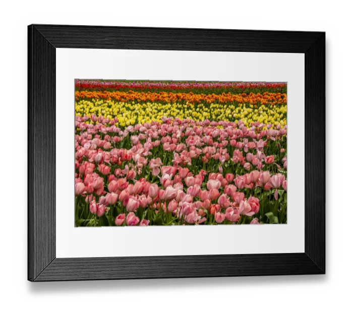 Framed Print : Tulip festival Framed Print : Tulip festival
