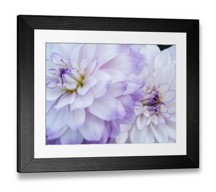 Framed Print : USA, Oregon, Canby, Clackamas County. Macro of a dahlia variety Framed Print : USA, Oregon, Canby, Clackamas County. Macro of a dahlia variety