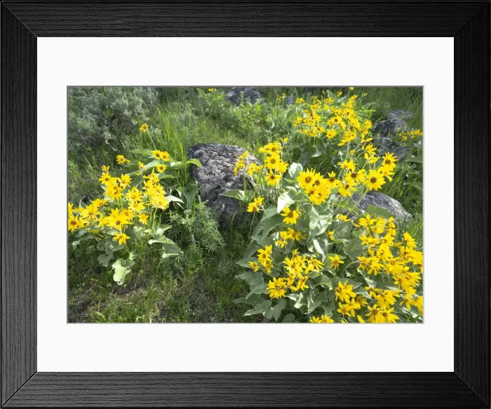 Framed Print : Yellowstone National Park. Arrowleaf balsamroot covers the hillsides in the spring Framed Print : Yellowstone National Park. Arrowleaf balsamroot covers the hillsides in the spring