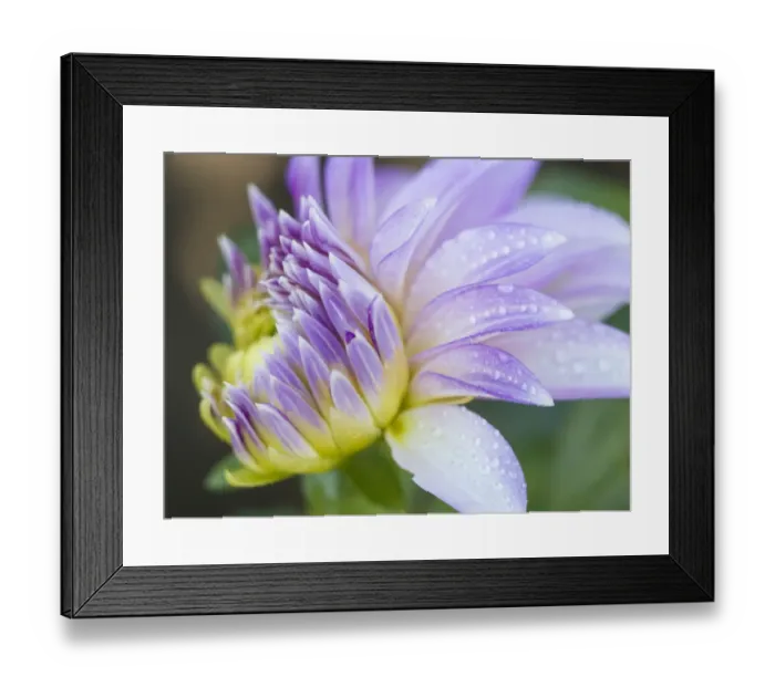 Framed Print : USA, Oregon, Canby, Clackamas County. Close-up of a dahlia variety Framed Print : USA, Oregon, Canby, Clackamas County. Close-up of a dahlia variety