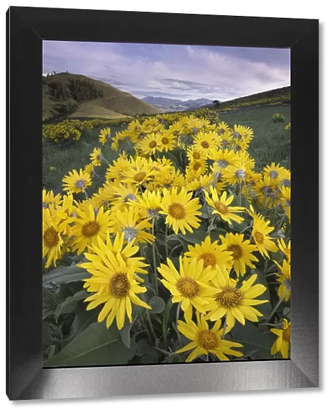 USA, Washington State. Arrowleaf balsamroot growing in meadows of the Methow Valley