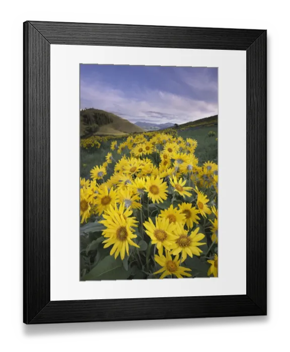 Framed Print : USA, Washington State. Arrowleaf balsamroot growing in meadows of the Methow Valley Framed Print : USA, Washington State. Arrowleaf balsamroot growing in meadows of the Methow Valley
