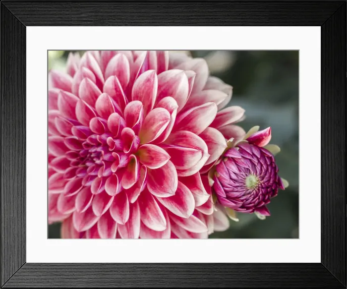 Framed Print : USA, Oregon, Canby, Clackamas County. Close-up of a dahlia variety Framed Print : USA, Oregon, Canby, Clackamas County. Close-up of a dahlia variety