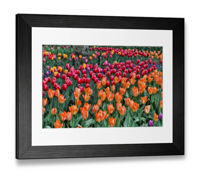 Framed Print : Spring tulip garden in full bloom, Skagit Valley, Washington State