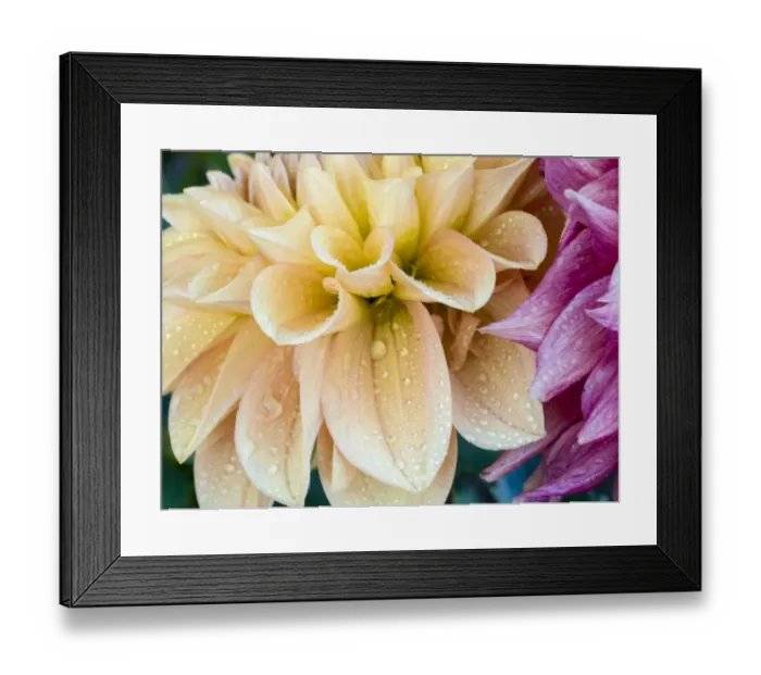 Framed Print : USA, Oregon, Canby, Clackamas County. Macro of a dahlia variety Framed Print : USA, Oregon, Canby, Clackamas County. Macro of a dahlia variety