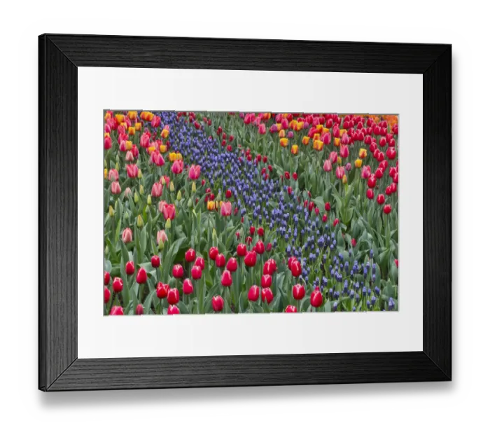 Framed Print : Spring tulip garden in full bloom with grape hyacinths, Skagit Valley, Washington State Framed Print : Spring tulip garden in full bloom with grape hyacinths, Skagit Valley, Washington State