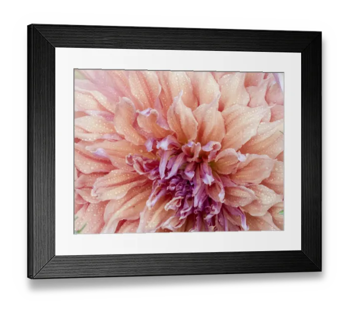Framed Print : USA, Oregon, Canby, Clackamas County. Macro of a dahlia variety Framed Print : USA, Oregon, Canby, Clackamas County. Macro of a dahlia variety