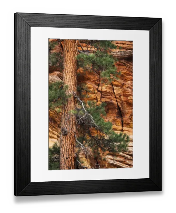 Framed Print : Ponderosa pine and sandstone wall, Zion National Park, Utah, USA