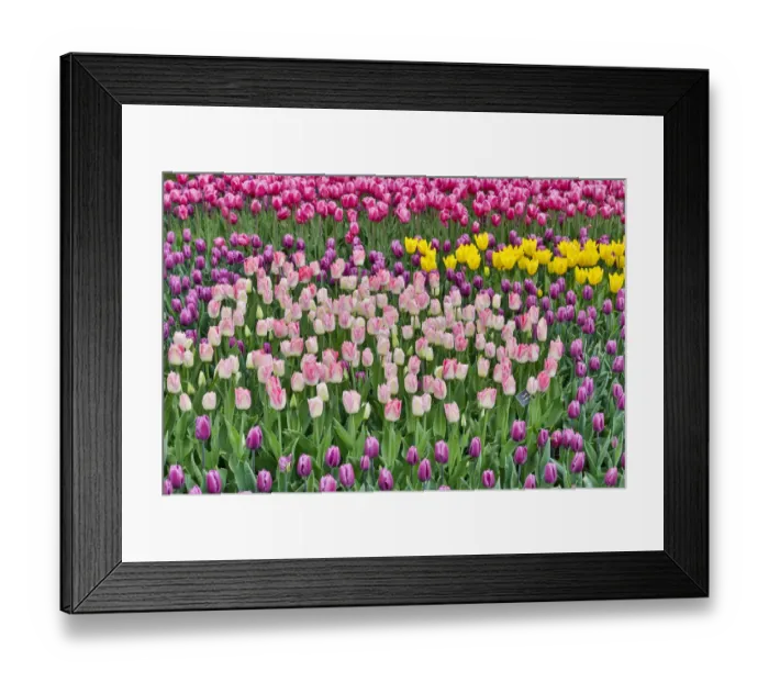 Framed Print : Spring tulip garden in full bloom, Skagit Valley, Washington State