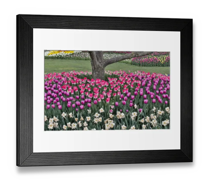 Framed Print : Spring tulip garden in full bloom around cherry tree, Skagit Valley, Washington State Framed Print : Spring tulip garden in full bloom around cherry tree, Skagit Valley, Washington State