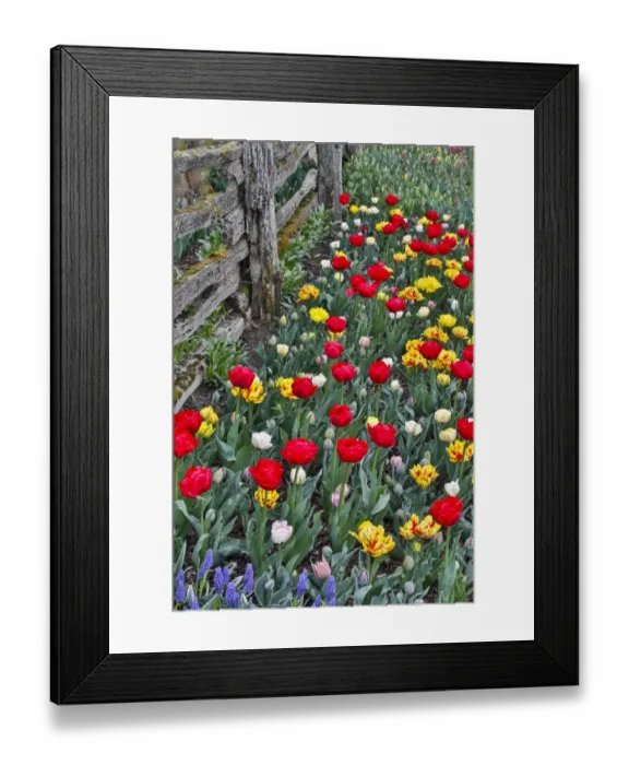 Framed Print : Spring tulip garden in full bloom along fence line, Skagit Valley, Washington State Framed Print : Spring tulip garden in full bloom along fence line, Skagit Valley, Washington State