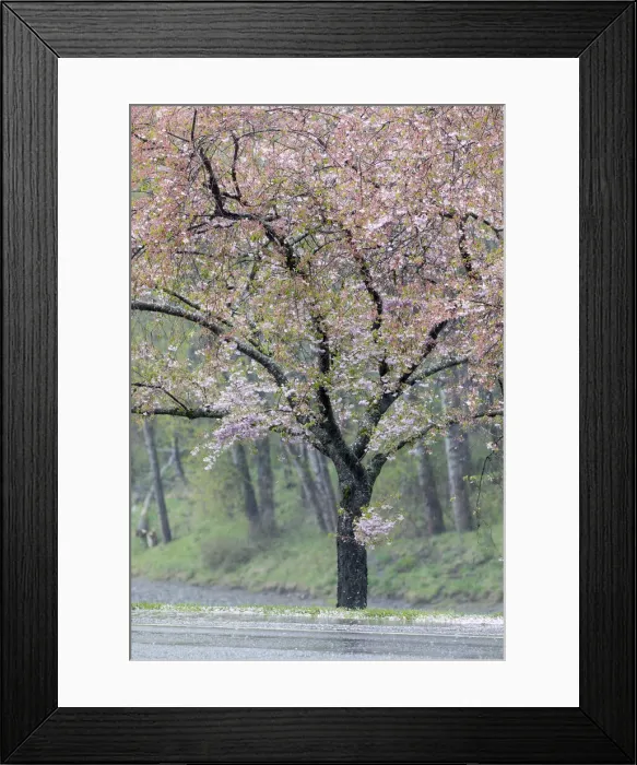 Framed Print : Cherry trees blooming during spring. Snoqualmie River, Fall City, Washington State Framed Print : Cherry trees blooming during spring. Snoqualmie River, Fall City, Washington State