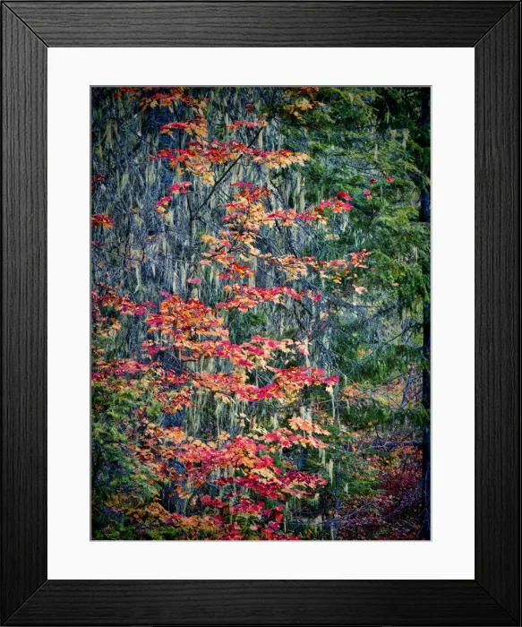 Framed Print : USA, Washington State, Cle Elum, Kittitas County. Vine maples Framed Print : USA, Washington State, Cle Elum, Kittitas County. Vine maples