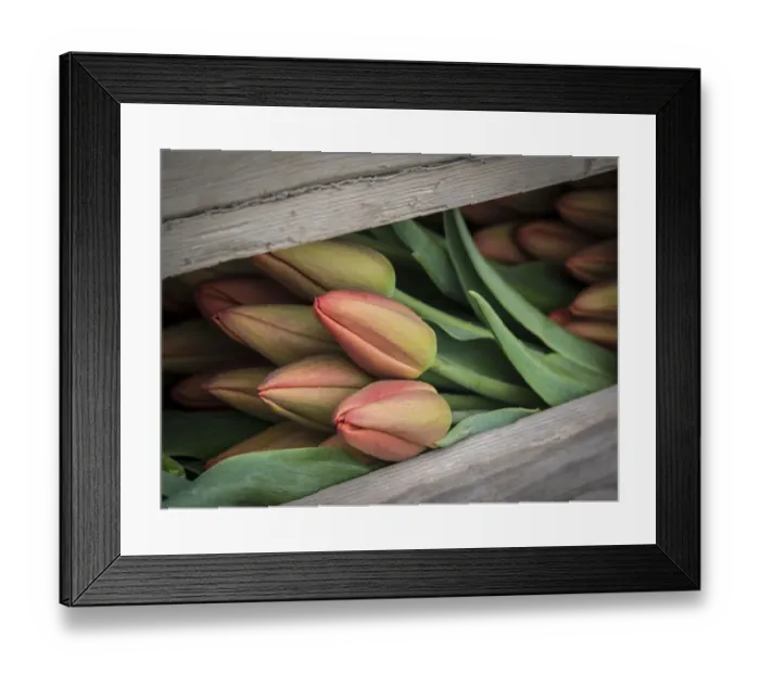 Framed Print : Usa, Washington State, Mt. Vernon. Cut red tulips in wood crate at Skagit Valley Tulip Framed Print : Usa, Washington State, Mt. Vernon. Cut red tulips in wood crate at Skagit Valley Tulip