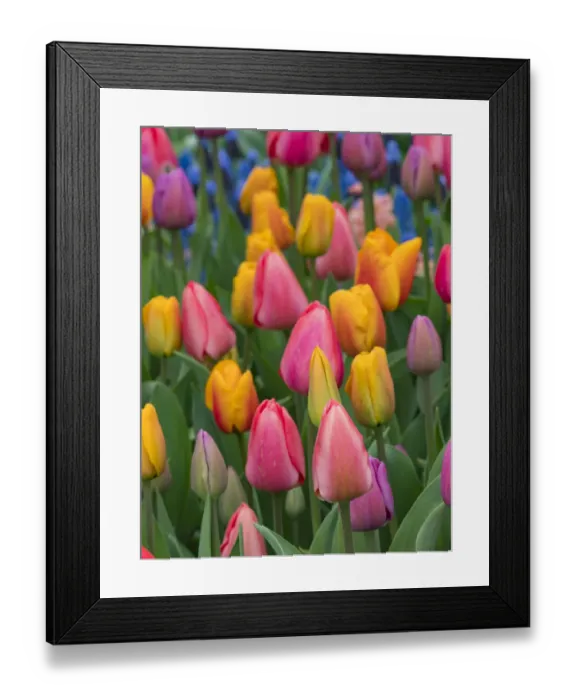 Framed Print : USA, Washington State, Mt. Vernon. Tulips in display garden at Skagit Valley Tulip