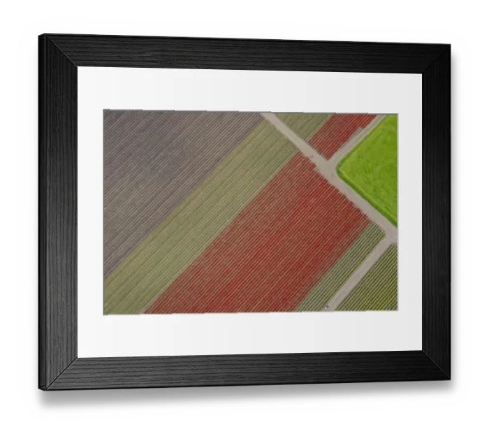 Framed Print : USA, Washington State, Mount Vernon, rows of color at tulip farm
