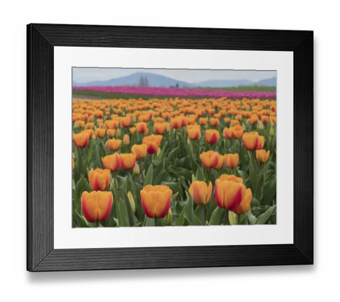 Framed Print : USA, Washington State, Mt. Vernon. Orange and pink tulip fields at Skagit Valley Tulip Framed Print : USA, Washington State, Mt. Vernon. Orange and pink tulip fields at Skagit Valley Tulip
