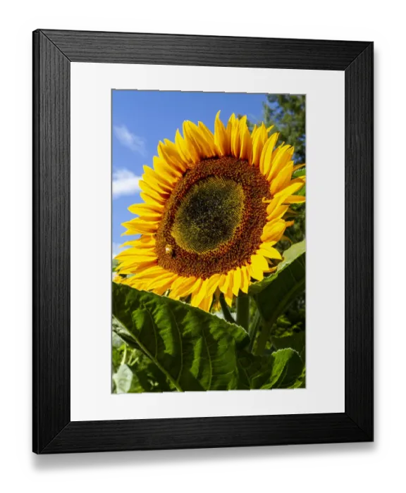 Framed Print : USA, Washington State, Bremerton. Bee on a large sunflower Framed Print : USA, Washington State, Bremerton. Bee on a large sunflower