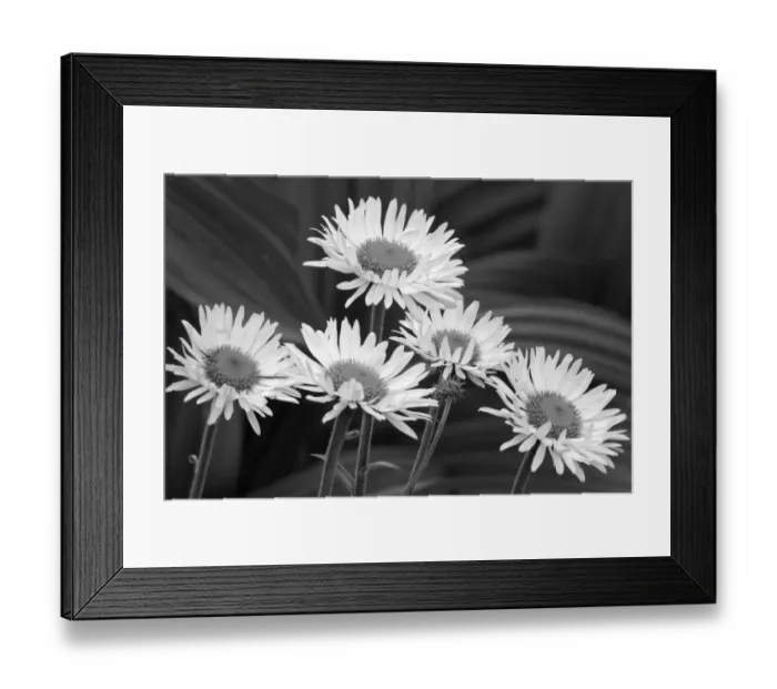 Framed Print : USA, Washington State. Mount Rainier National Park, aster fleabane or mountain daisy