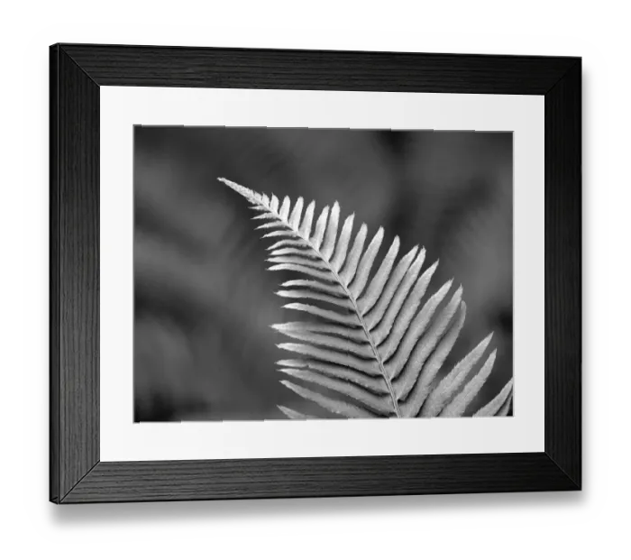 Framed Print : USA, Washington State. Western sword fern Framed Print : USA, Washington State. Western sword fern