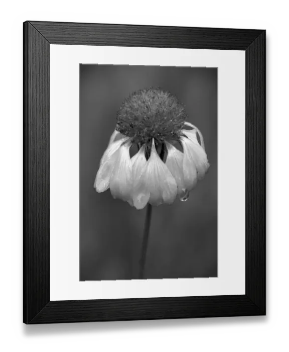 Framed Print : USA, Washington State, Redmond. Firewheel or Indian blanket, sunflower family