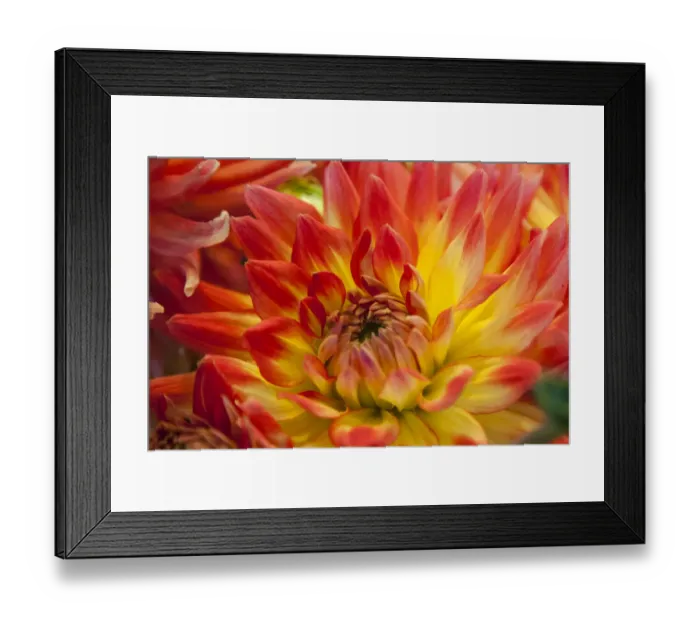 Framed Print : Flowers for sale at Pike Place Market in Seattle, Washington State