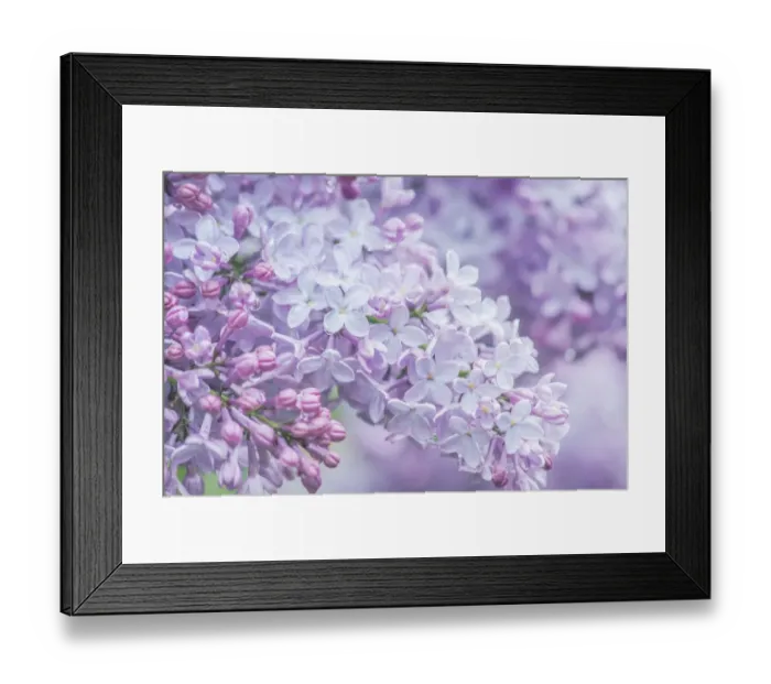 Framed Print : USA, Washington State, Seattle. Kubota Garden, lilac close-up Framed Print : USA, Washington State, Seattle. Kubota Garden, lilac close-up
