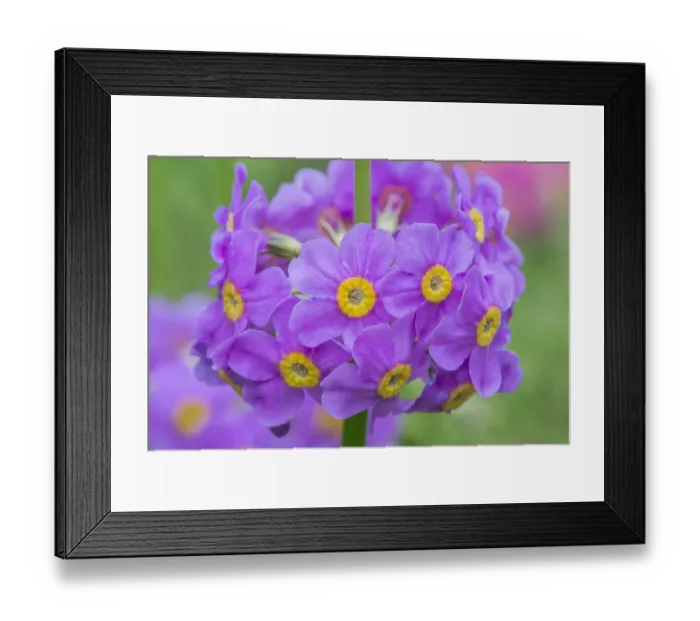 Framed Print : USA, Washington State, Seattle. Kubota Garden, Candelabra Penstemon Framed Print : USA, Washington State, Seattle. Kubota Garden, Candelabra Penstemon