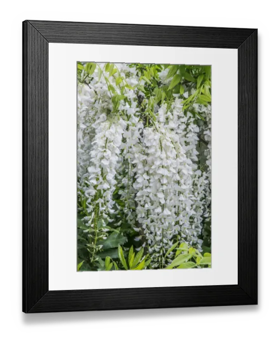 Framed Print : USA, Washington State, Seattle. Kubota Garden, wisteria Framed Print : USA, Washington State, Seattle. Kubota Garden, wisteria