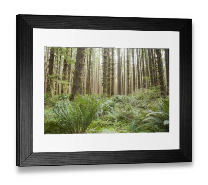 Framed Print : Trees in the Hoh Olympic National Park, Washington State Framed Print : Trees in the Hoh Olympic National Park, Washington State