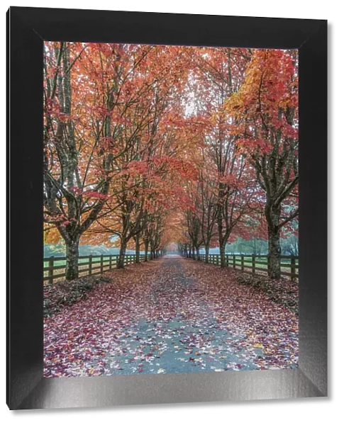 USA, Washington State, Snoqualmie. Autumn country lane