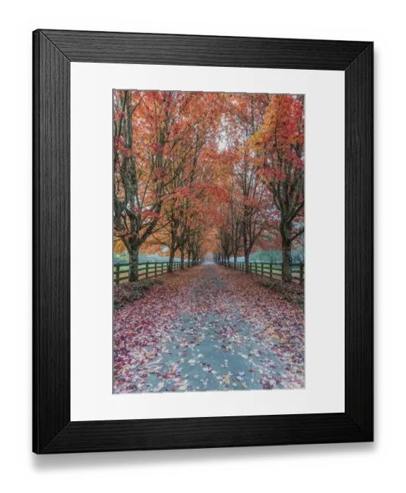 Framed Print : USA, Washington State, Snoqualmie. Autumn country lane Framed Print : USA, Washington State, Snoqualmie. Autumn country lane