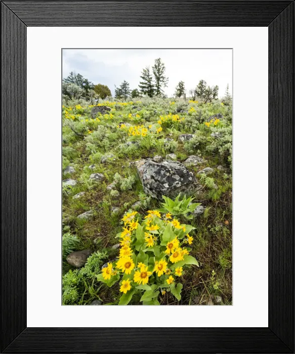 Framed Print : Yellowstone National Park. Arrowleaf balsamroot covers the hillsides in the spring Framed Print : Yellowstone National Park. Arrowleaf balsamroot covers the hillsides in the spring