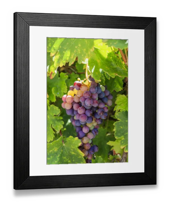 Framed Print : USA, California, Santa Barbara. Grapes Framed Print : USA, California, Santa Barbara. Grapes