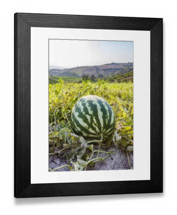 Framed Print : Organic watermelon farm, Marmara region, Turkey Framed Print : Organic watermelon farm, Marmara region, Turkey