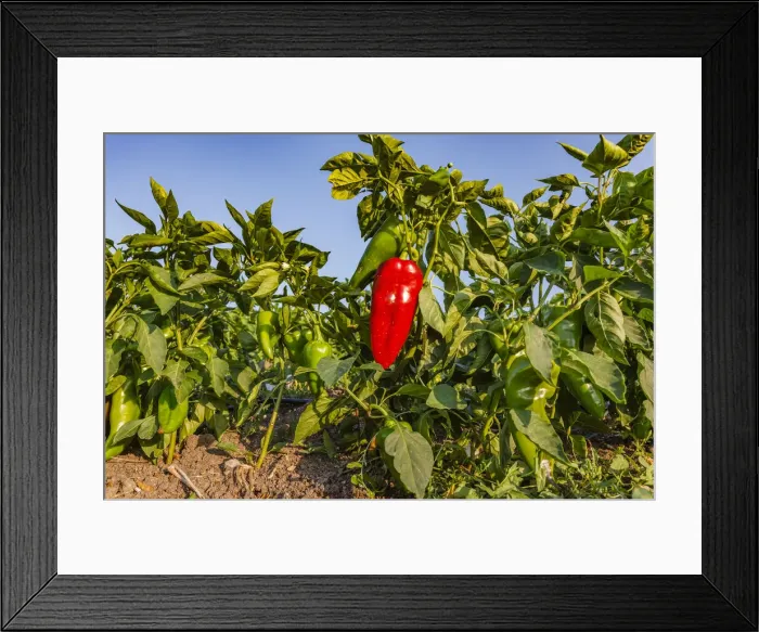 Framed Print : Organic red pepper farm, Marmara region, Turkey