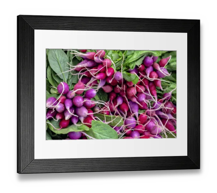 Framed Print : Radishes, USA Framed Print : Radishes, USA