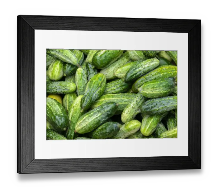Framed Print : Cucumbers, USA Framed Print : Cucumbers, USA