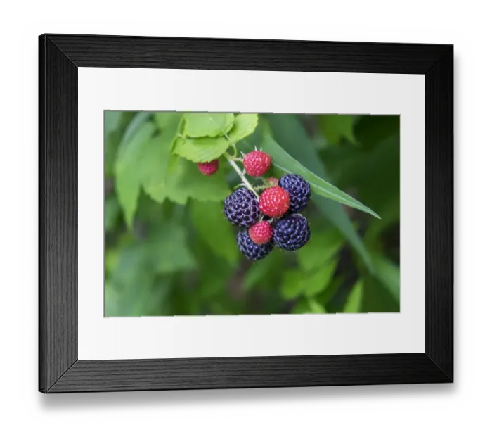 Framed Print : Black raspberries, USA