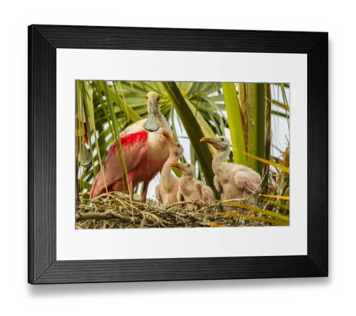 Framed Print : USA, Florida, Anastasia Island, Alligator Farm. Roseate spoonbill adult on nest with
