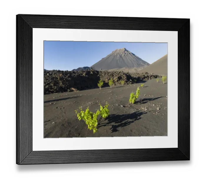 Framed Print : Traditional viniculture in the Cha de Caldeiras. Stratovolcano mount Pico do Fogo